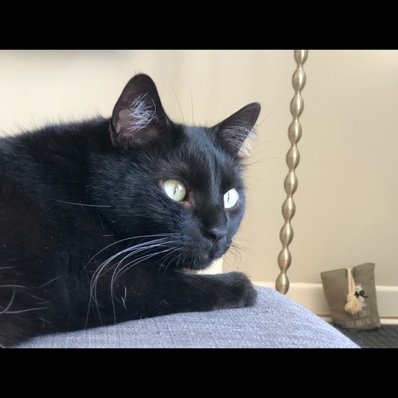 Meet your Posher, Audrey-anne - Picture 1 of 1